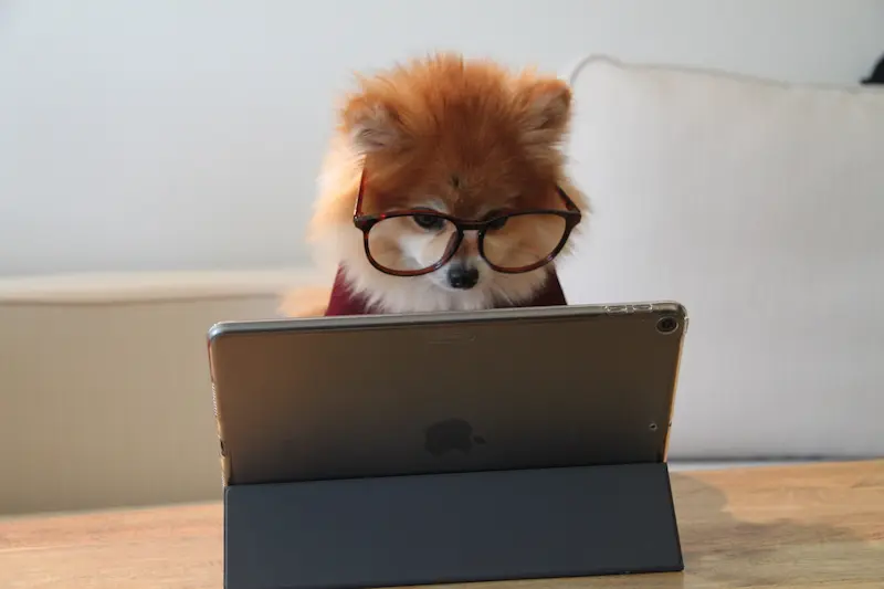 Computer med iPad og hund